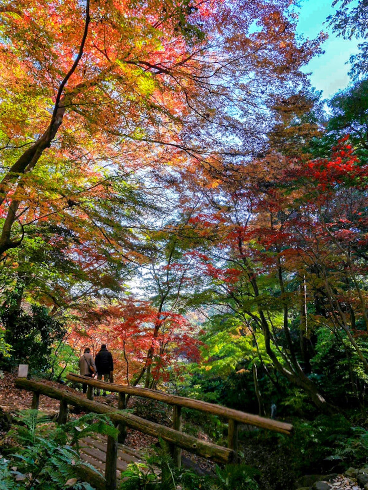 紅葉の遊歩道は道幅が狭いので譲り合って散策をお楽しみください(2016年12月8日撮影)