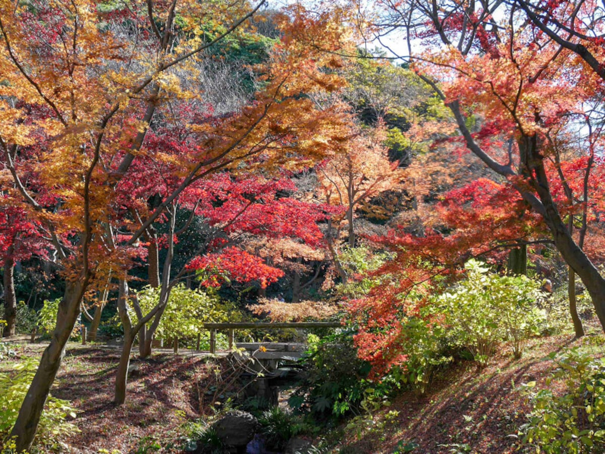 三溪園ではたくさんの紅葉の風景に出会えます。外苑のようす(2016年12月8日撮影)