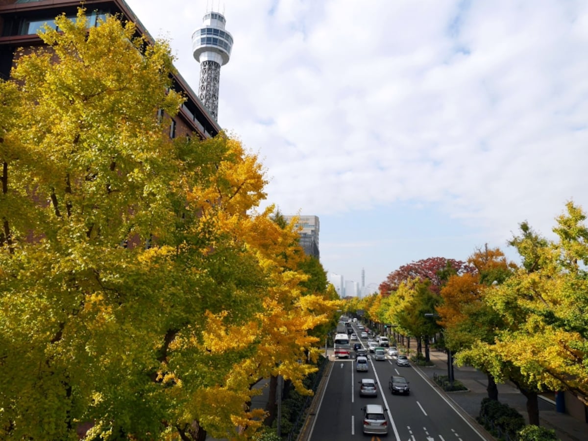 11月中旬ぐらいから黄色く色づいたイチョウが楽しめるように（2016年11月18日撮影）