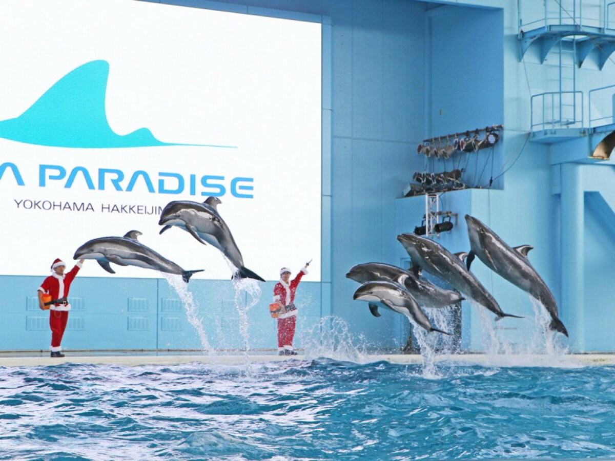 海の動物たちのショー ～SMILE～ クリスマスver.（提供画像）