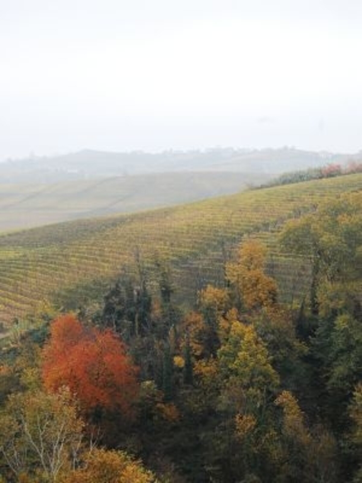 vino1