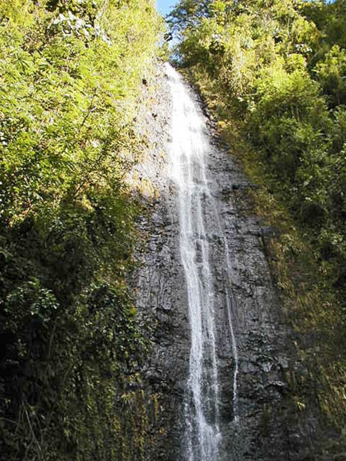 岩肌を流れ落ちる、美しいマノアの滝。天候によっては、水量が少ない時もある