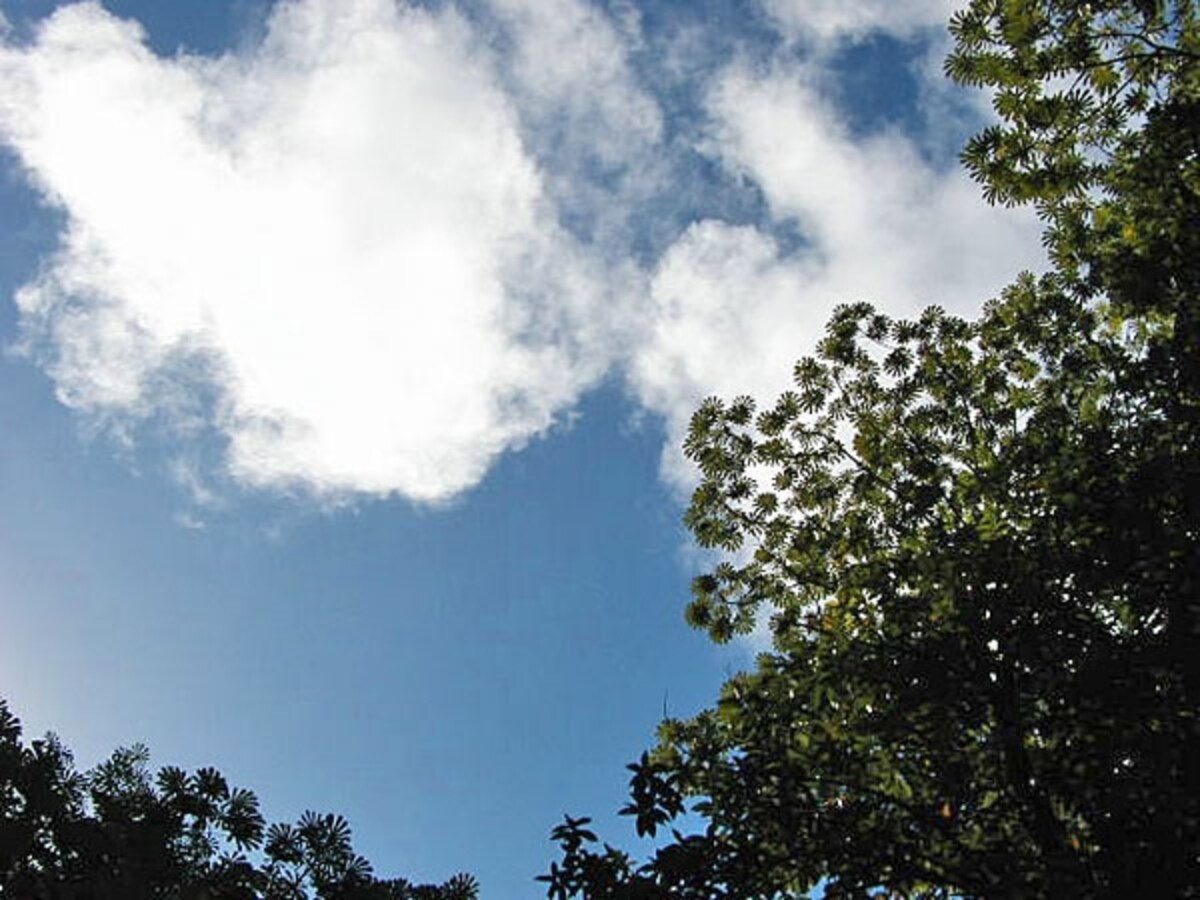 ゴールから眺めた空。木々の葉がレースのように広がって