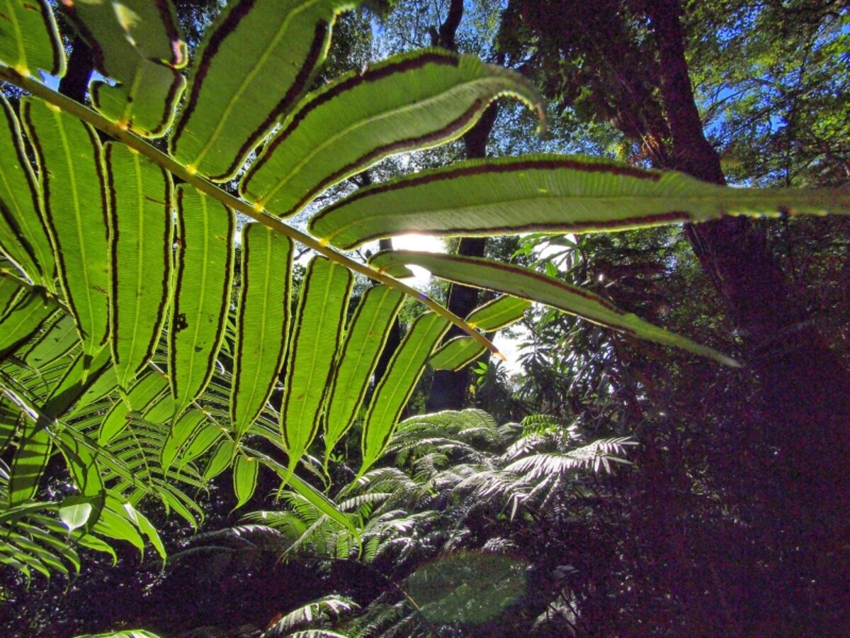 トレイルに生息する珍しい植物や花々もチェック