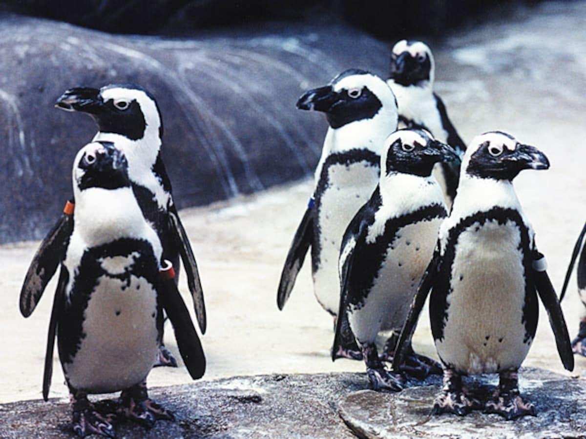 ヒルトンではペンギンにも会える