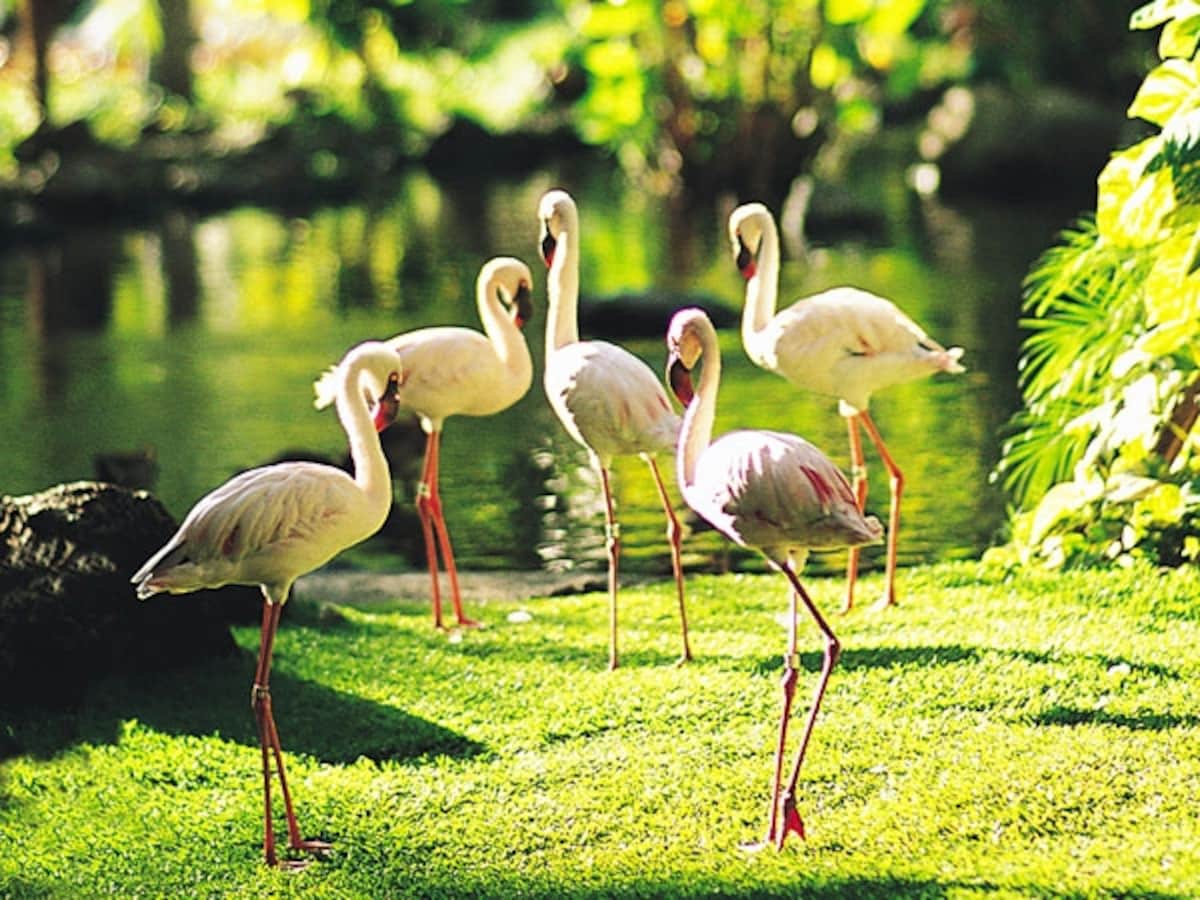ロビー周辺のトロピカルガーデンでは、フラミンゴやペンギンがお出迎え。ビレッジ内には、白鳥、アヒル、トキ、カメ、錦鯉など60種もの鳥や魚が生息しています