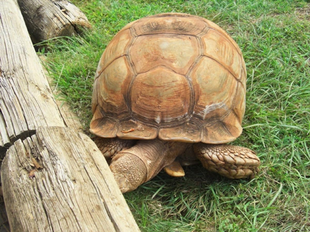 草食恐竜を彷彿させる巨大リクガメ