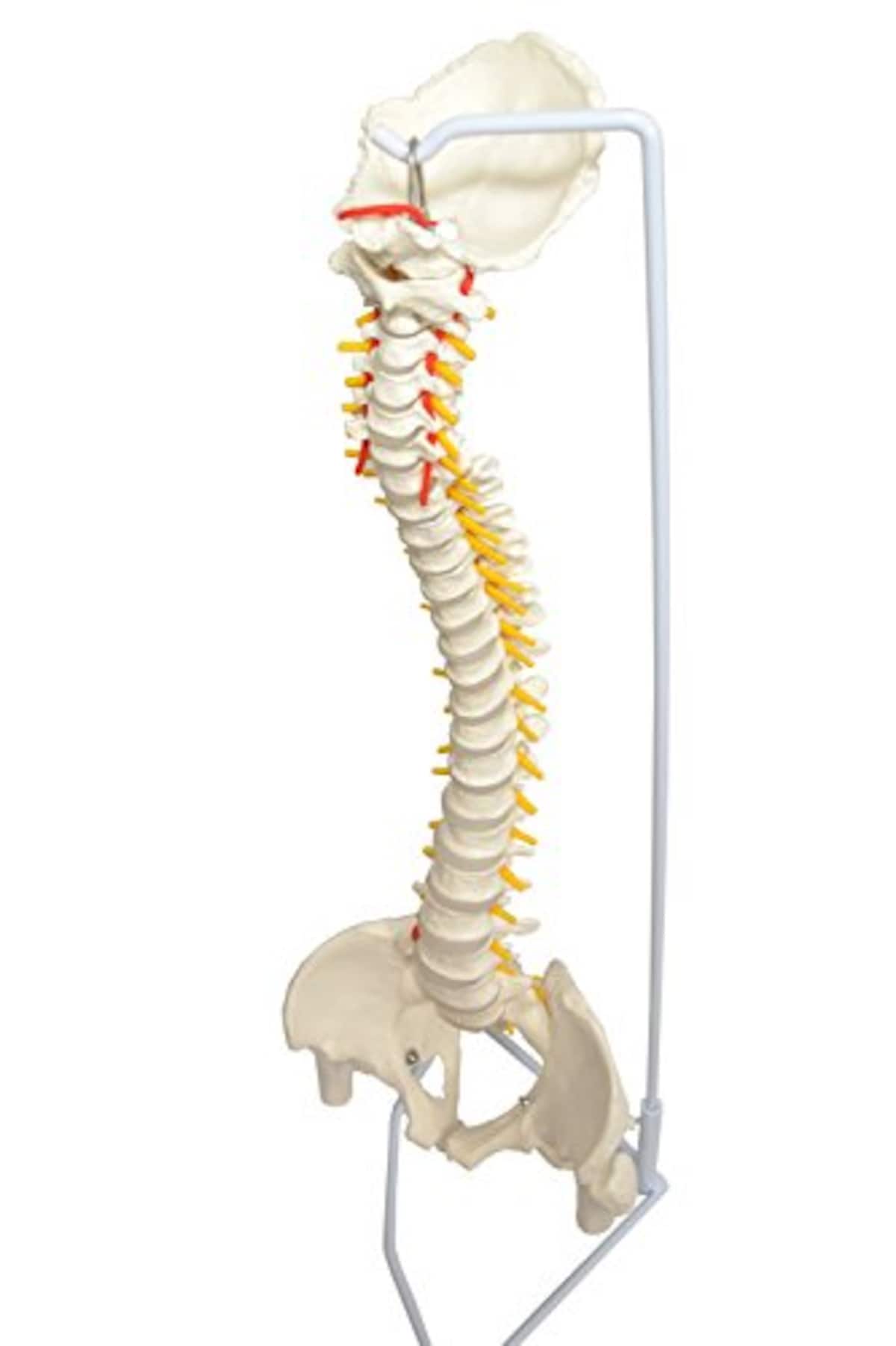 脊椎骨盤模型
