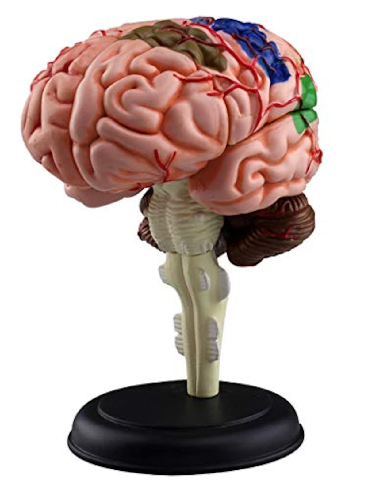 脳解剖モデル