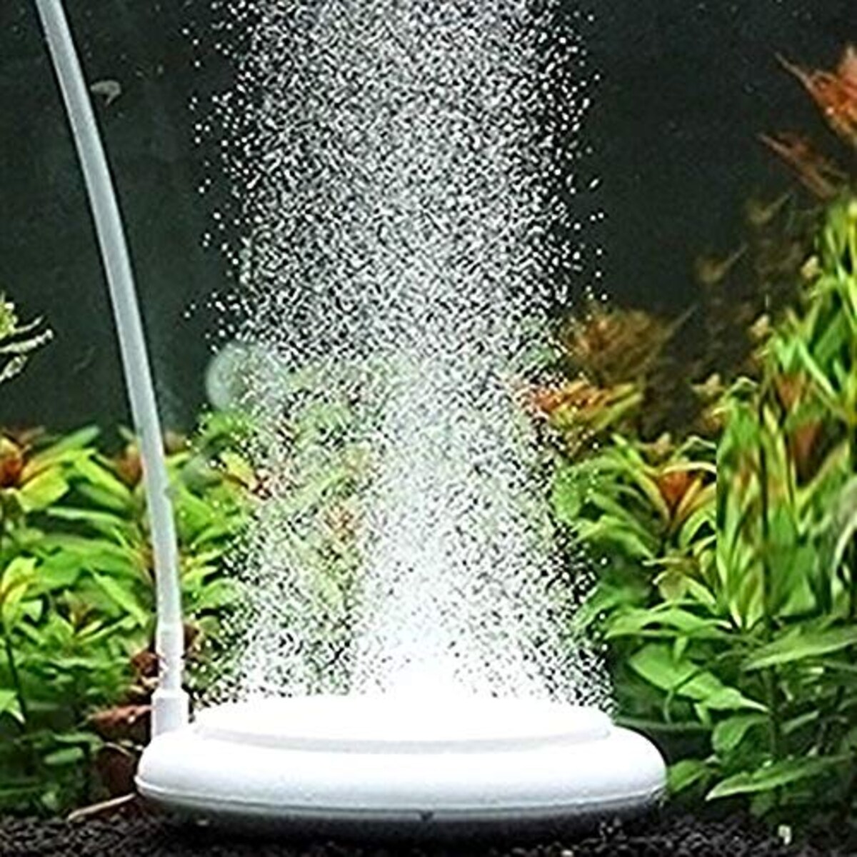 水族館エア盤 エアーストーン