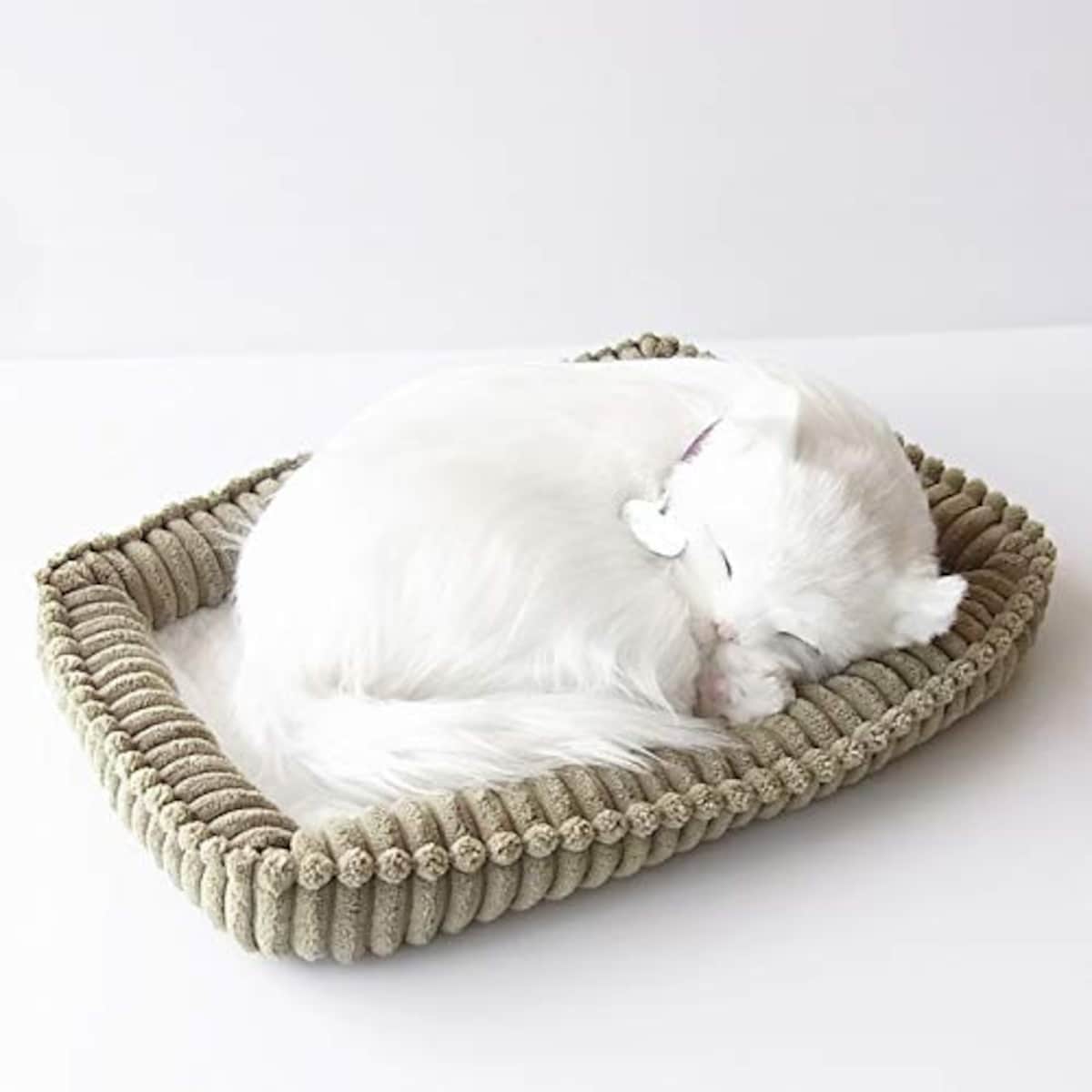 パーフェクトペット 白猫