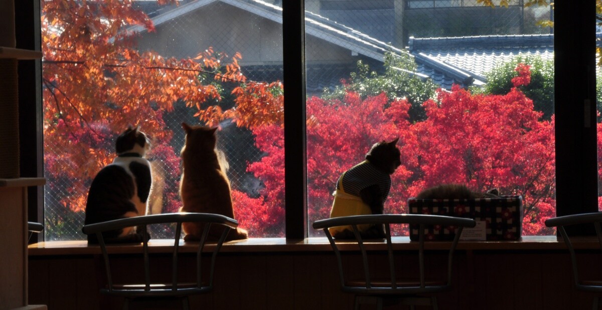 4 Purrfect Kansai Cat  Caf s All About Japan
