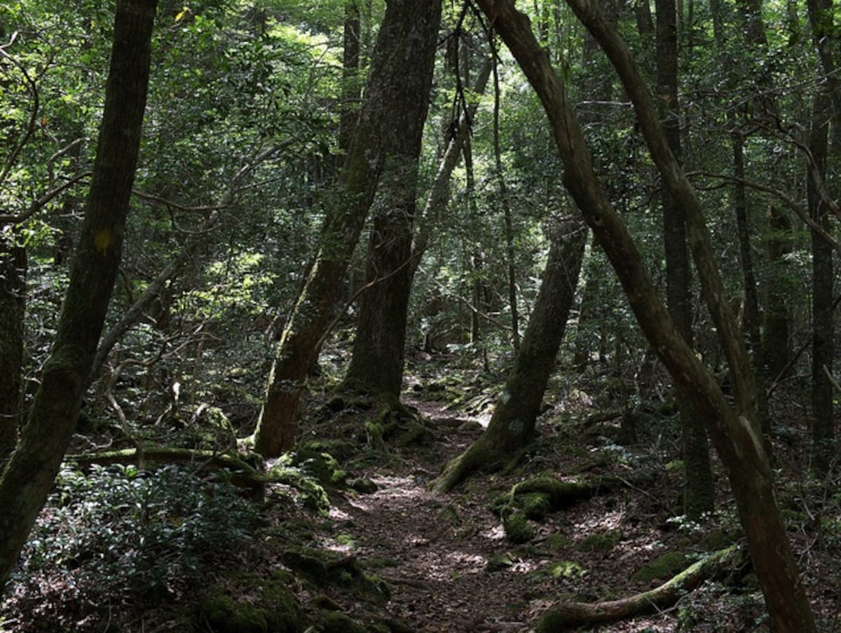 1. Aokigahara Forest  (Yamanashi Prefecture)