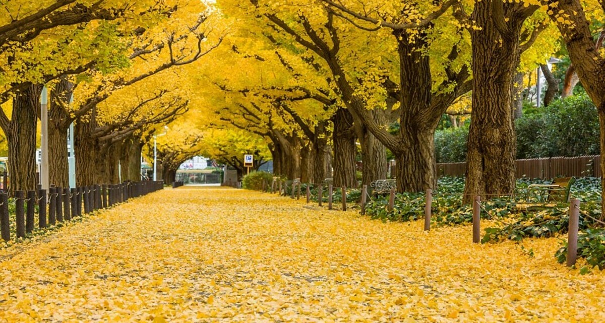 7. Meiji Jingu Gaien