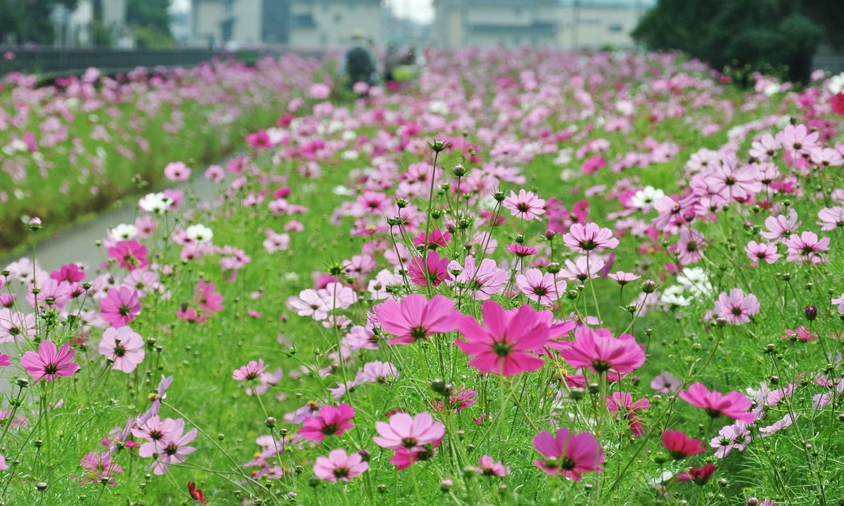 5. The Road of Autumn Cherry Blossom (Kuki, Saitama)