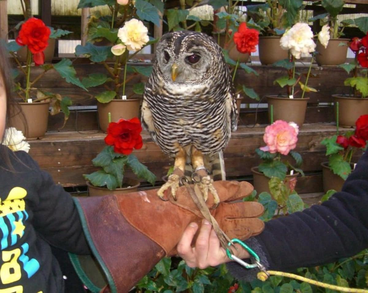 Owl Cafe (Chiba)