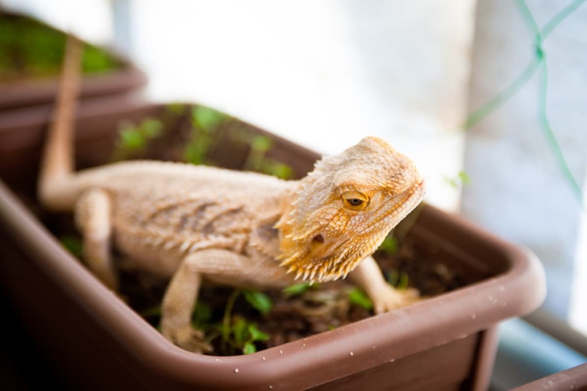 Reptile cafe (Yokohama)