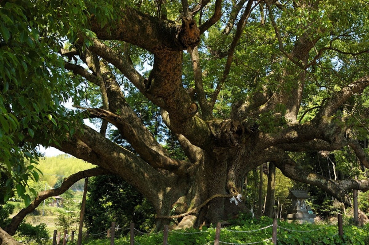 Yamaguchi — Kawatana no Kusu Forest