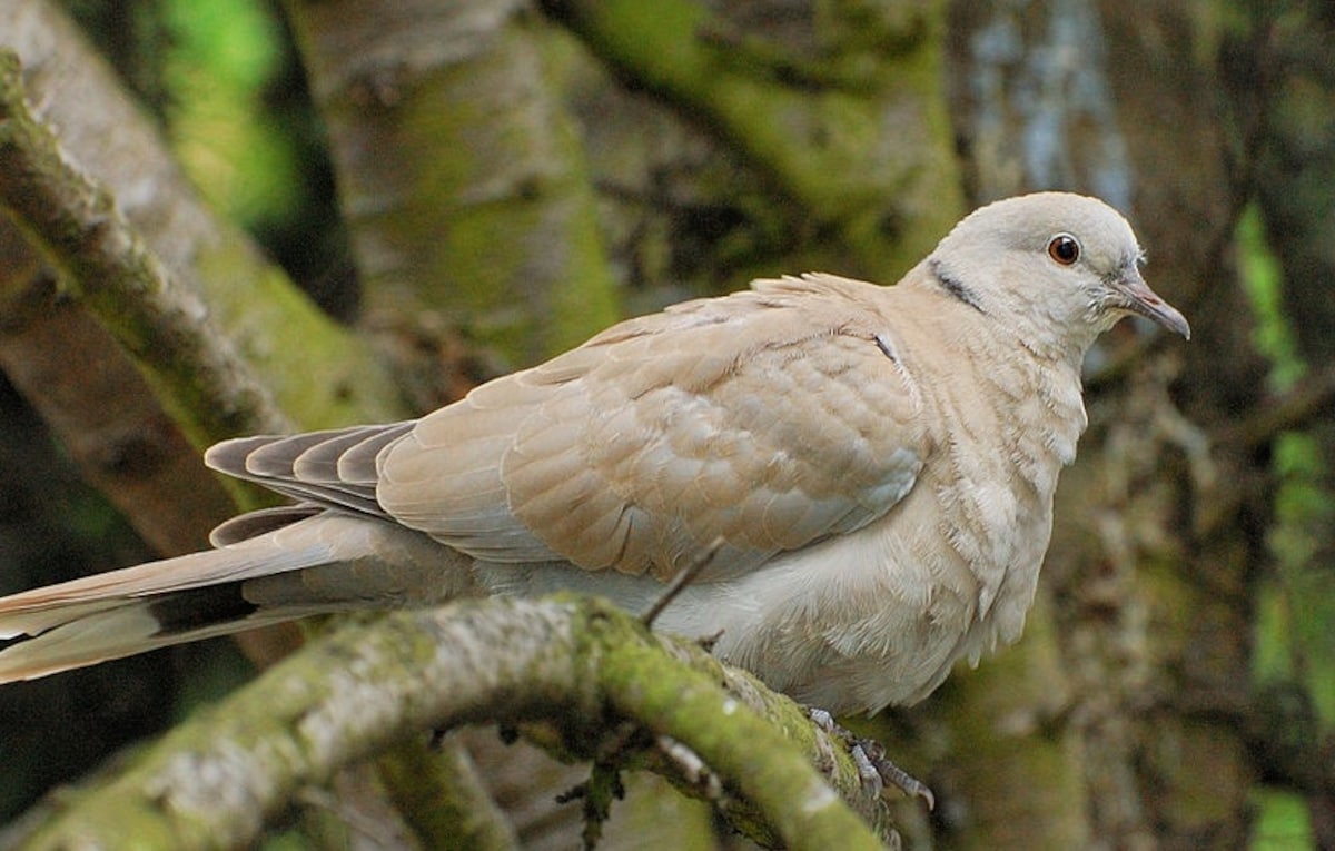 3. Hato (Dove)