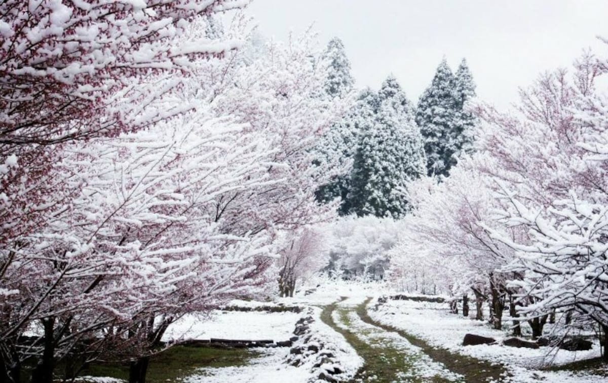 snowsakura すの桜