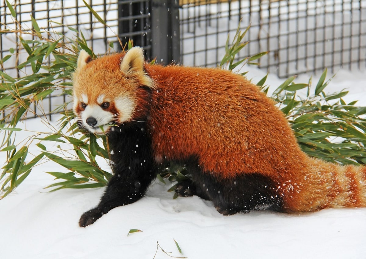 2. Asahiyama Zoo