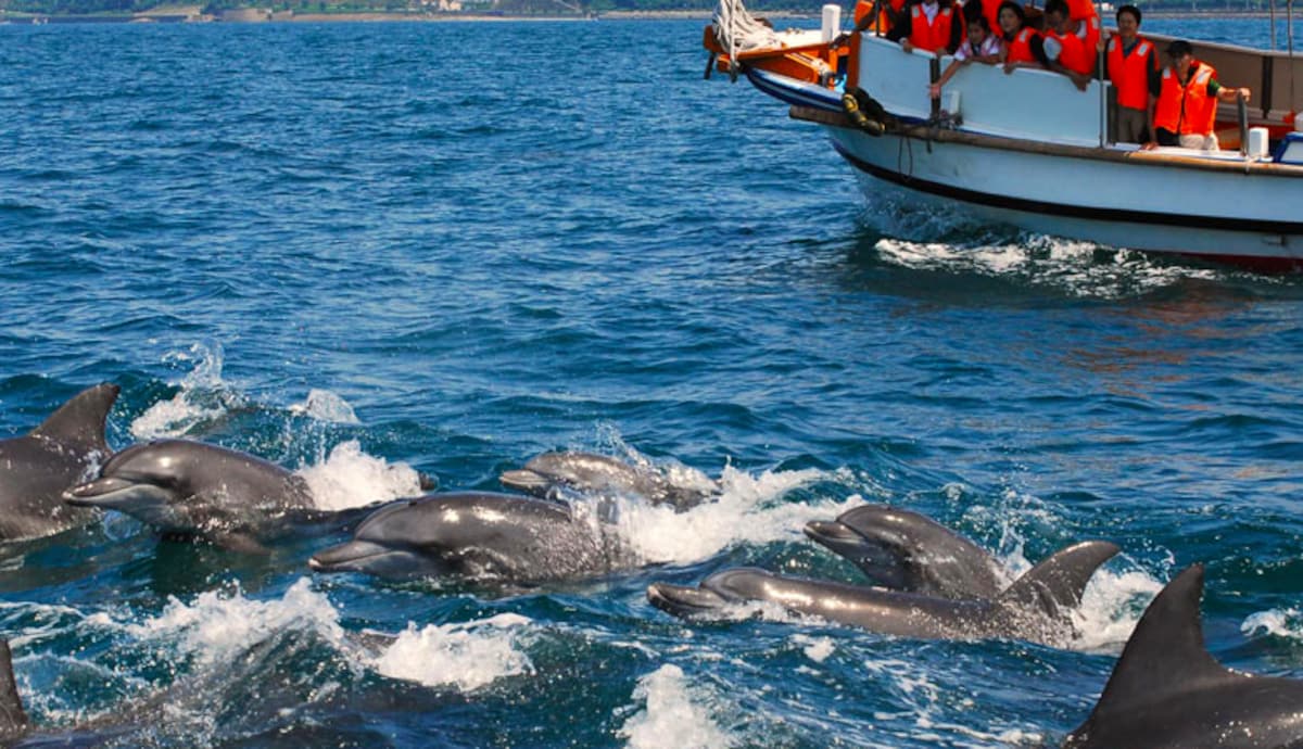 Dolphin Watching (Kumamoto)