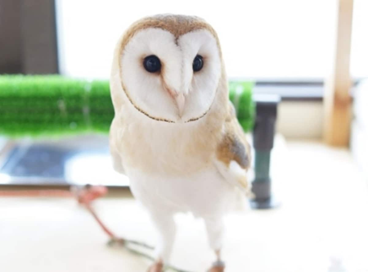 Owl Café Crew (Minoo)