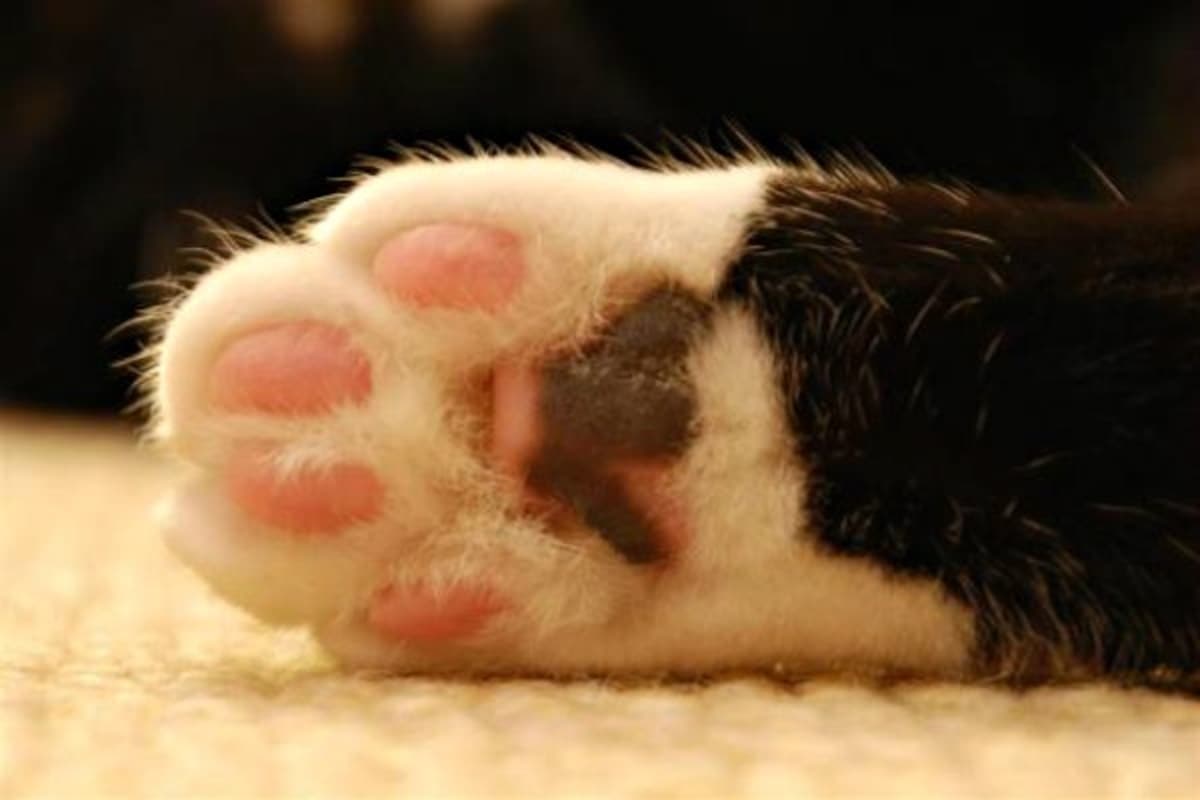 'Nekote' (Cat Hands)