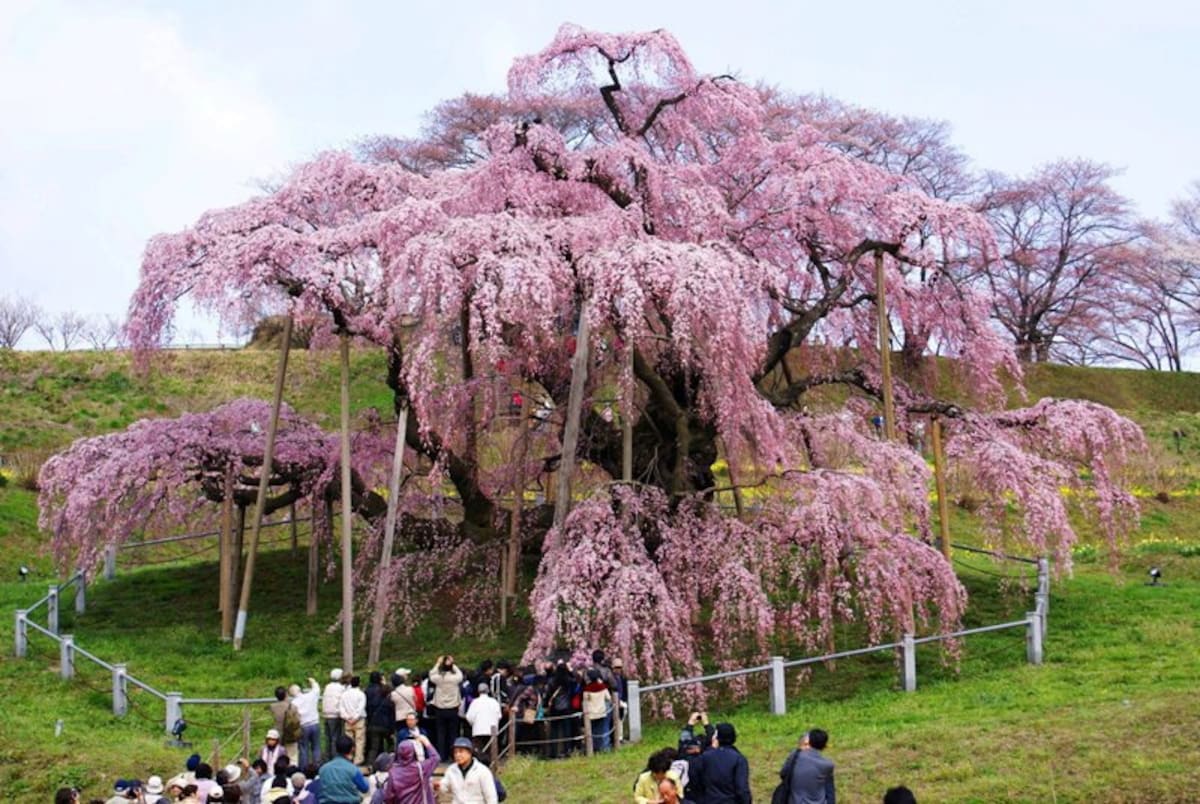 2. Tohoku: Miharu Takizakura