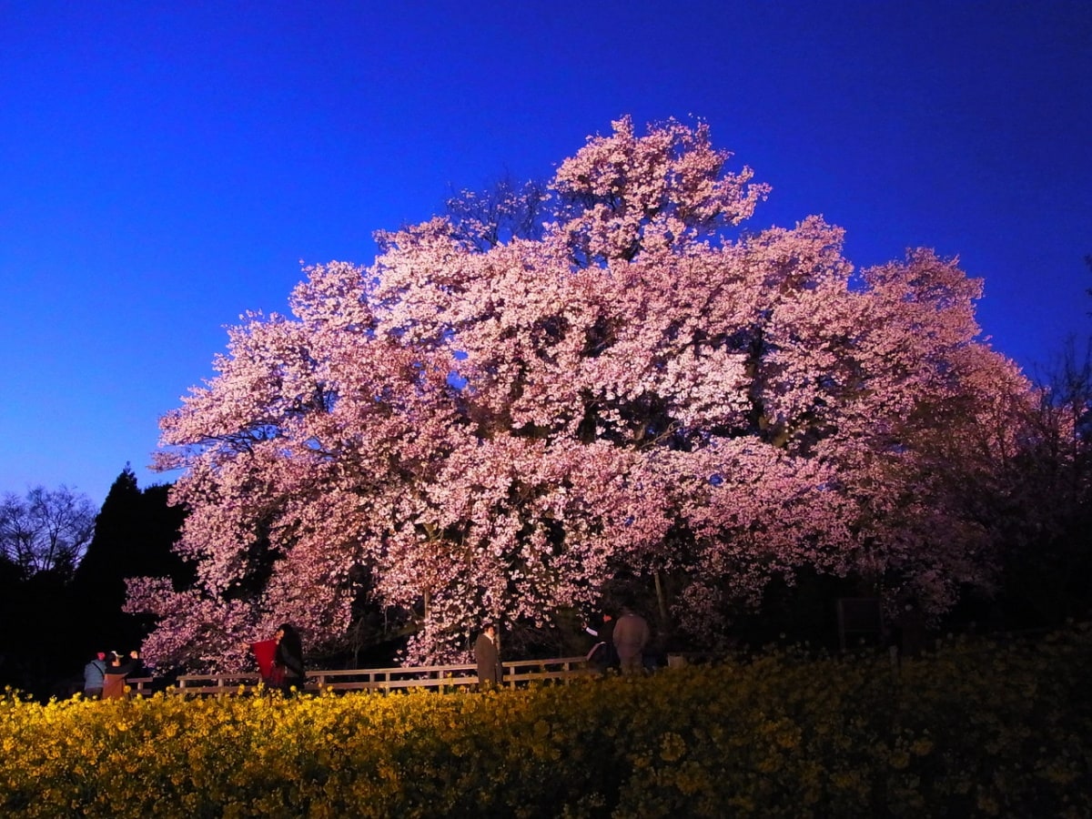 10. Kyushu: ซากุระใหญ่ Isshingyo