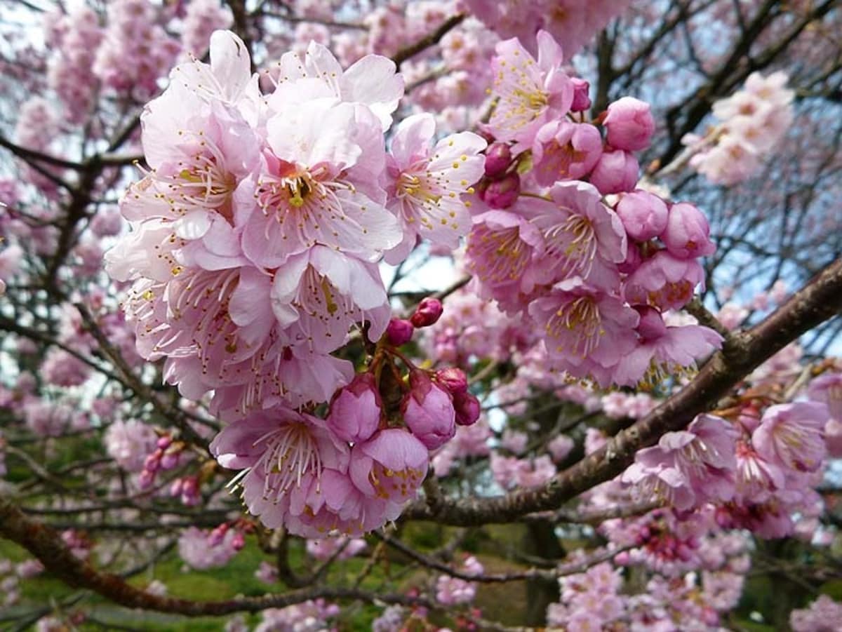 สายพันธุ์เด่นๆ ของดอกซากุระ GotoKnow