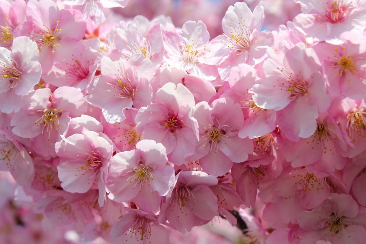 1. ภาษาดอกไม้ของซากุระ