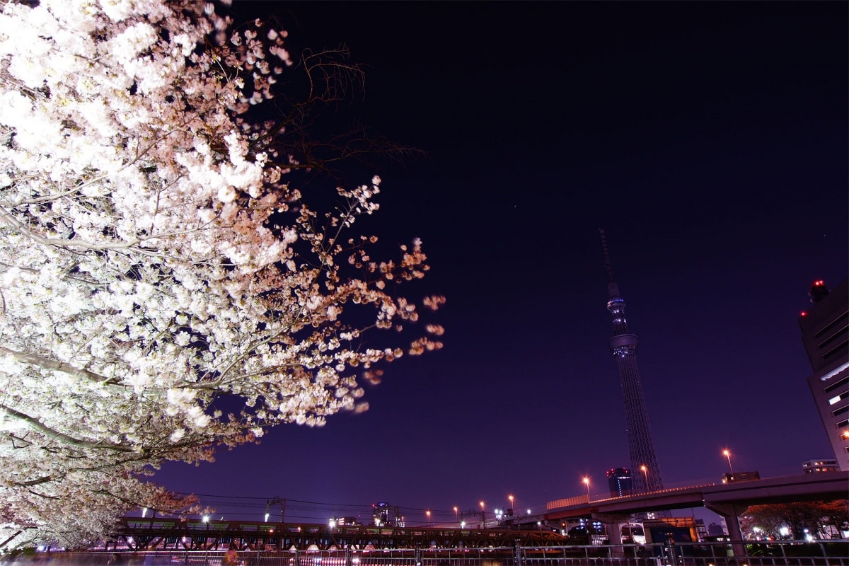 3. สวนสาธารณะ Sumida (เขต Sumida)