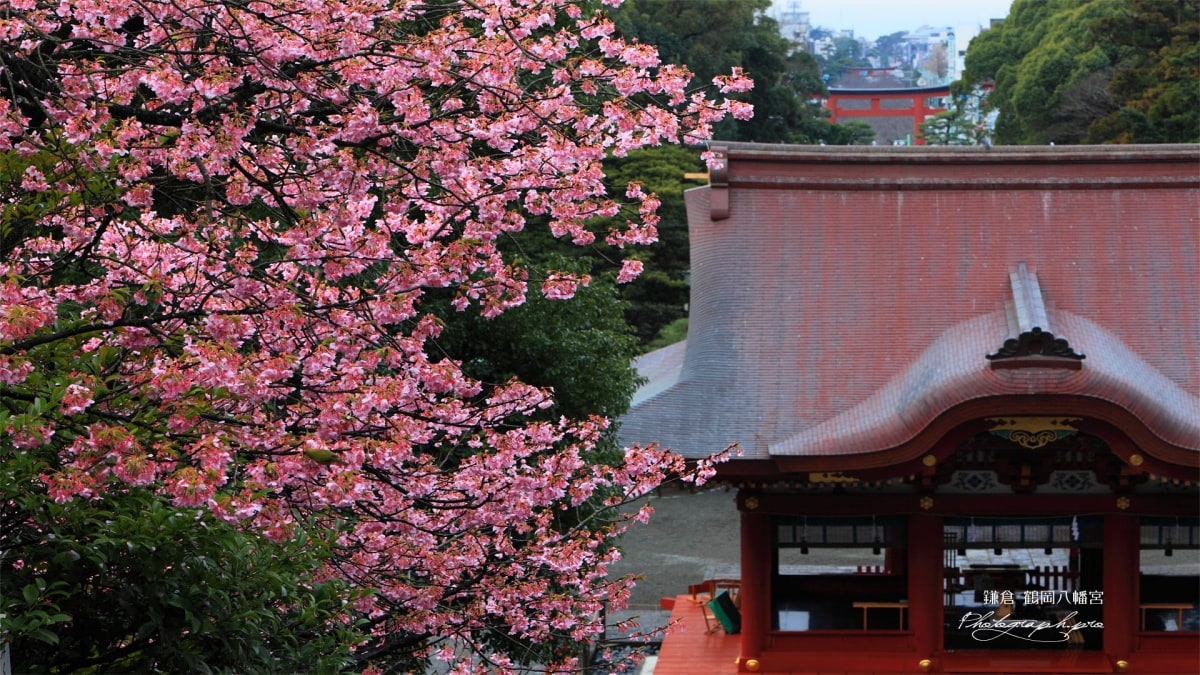 【鎌倉】鶴岡八幡宮