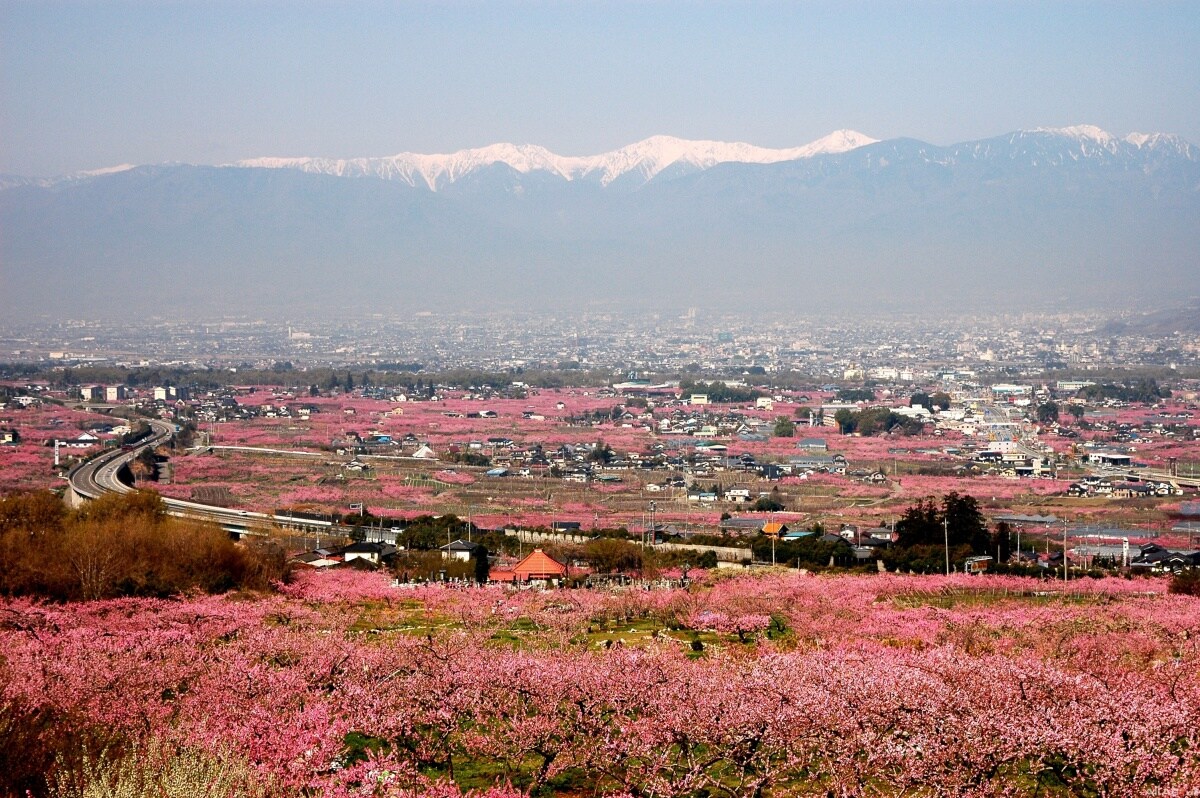 东日本地区赏樱必去景点推介 山梨篇 All About Japan