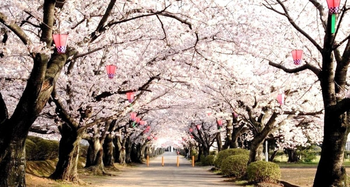 Top 5 Sakura-Viewing Sites in Osaka | All About Japan