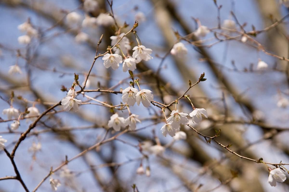 4. Mame-zakura