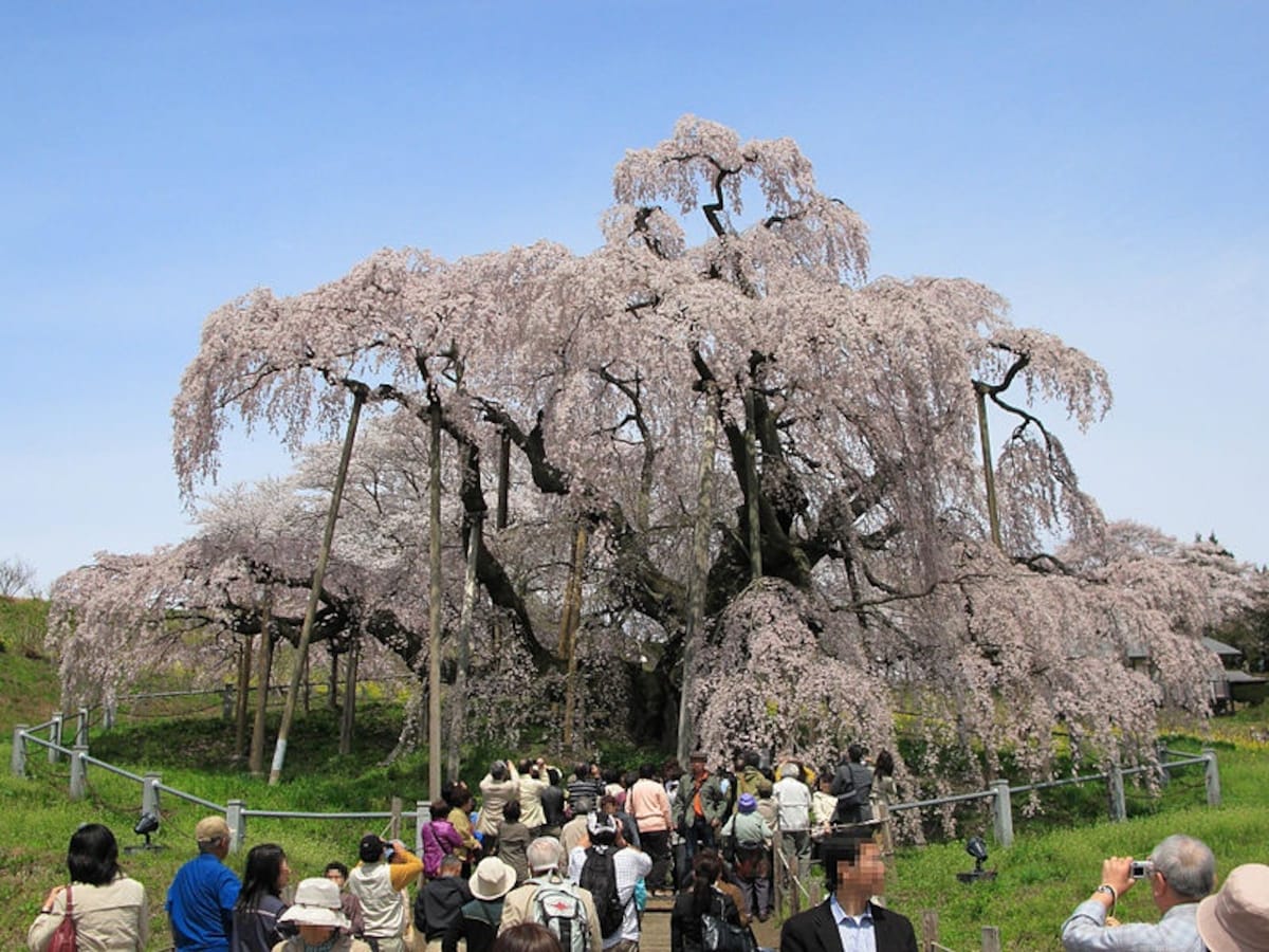 1. Shidare-zakura