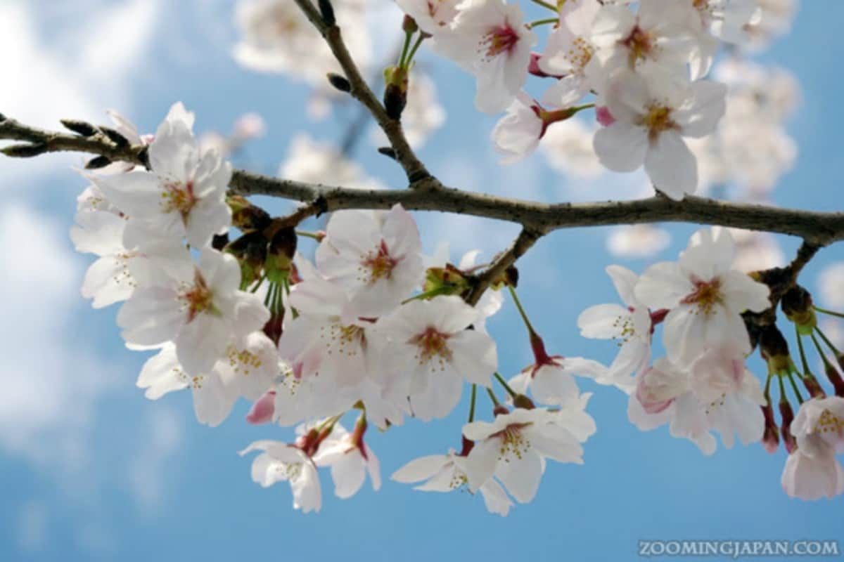 cherry blossom key