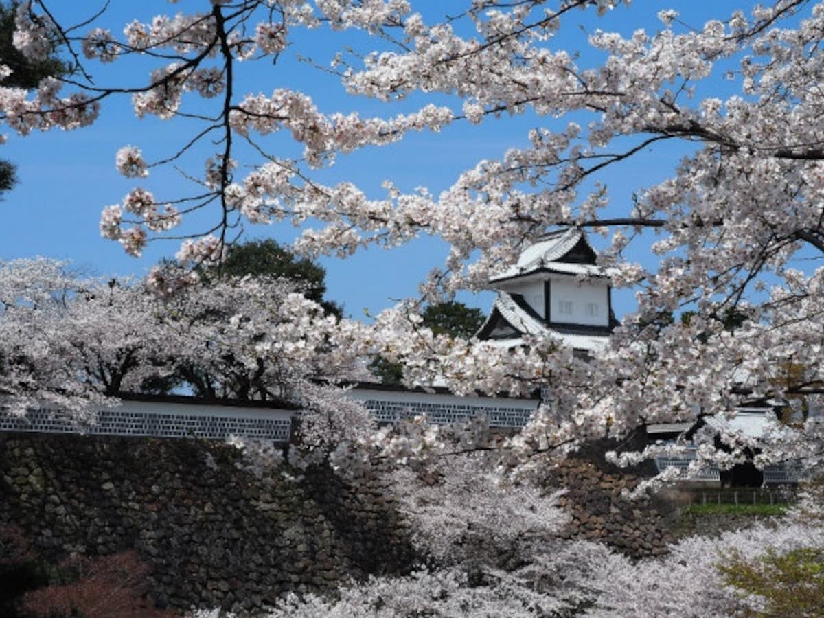 Kanazawa Cherry Blossoms: Best Spots for Sakura Viewing