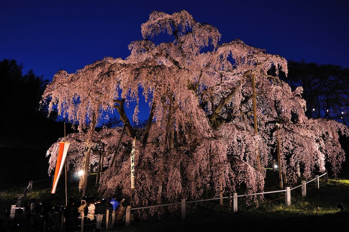 Miharu Takizakura (Miharu Town, Fukushima)