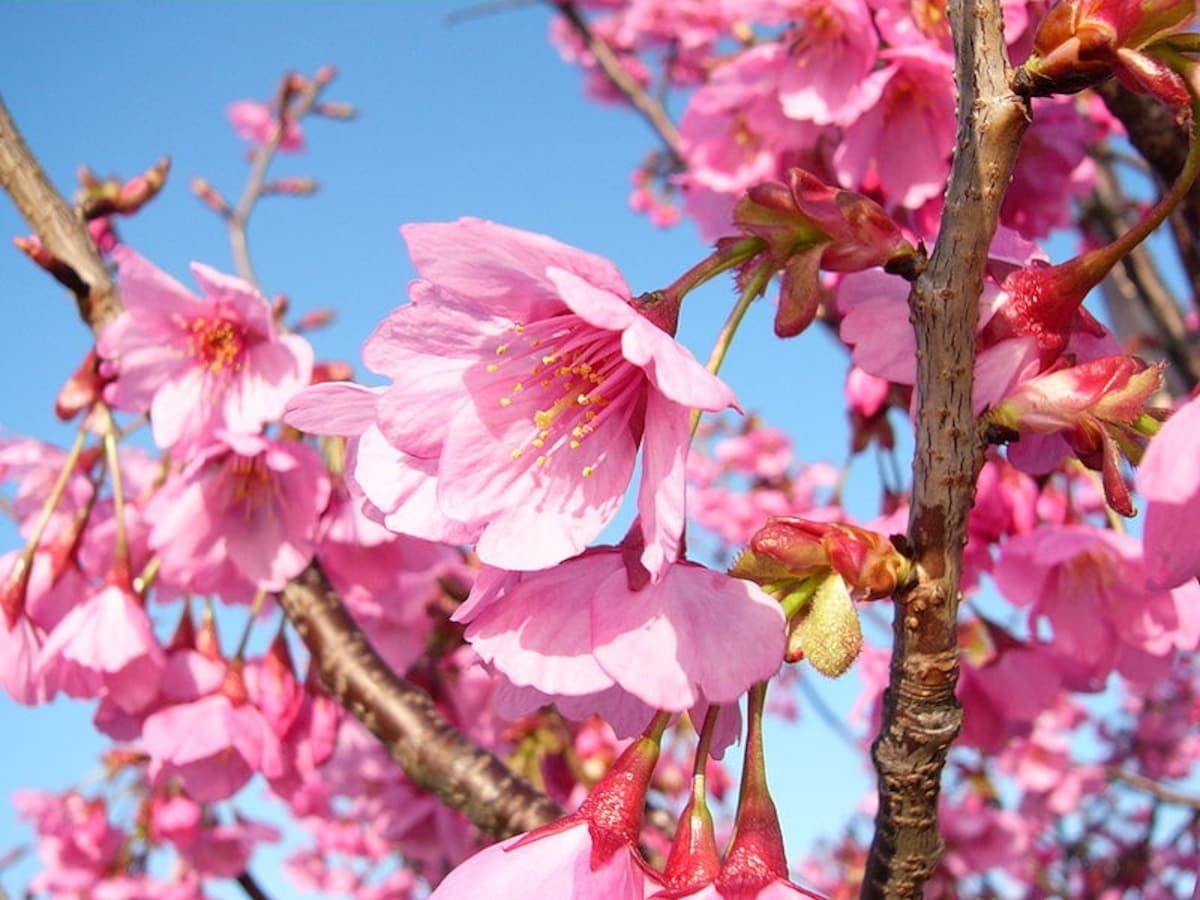 The 3 Great Cherry Trees of Japan | All About Japan