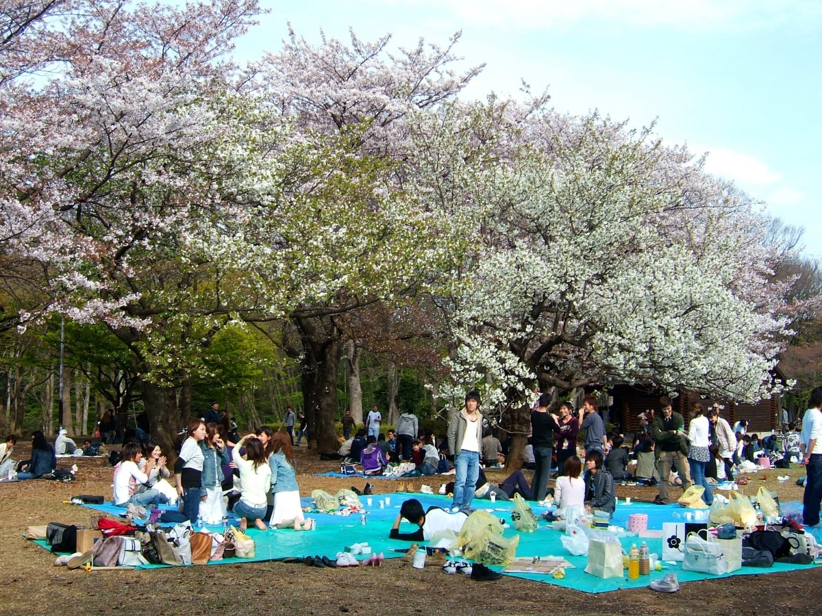 3. What to Bring to Hanami—Basics