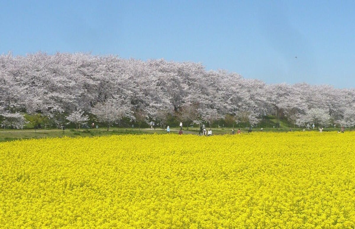 3. Satte Gongendo Park (Saitama)