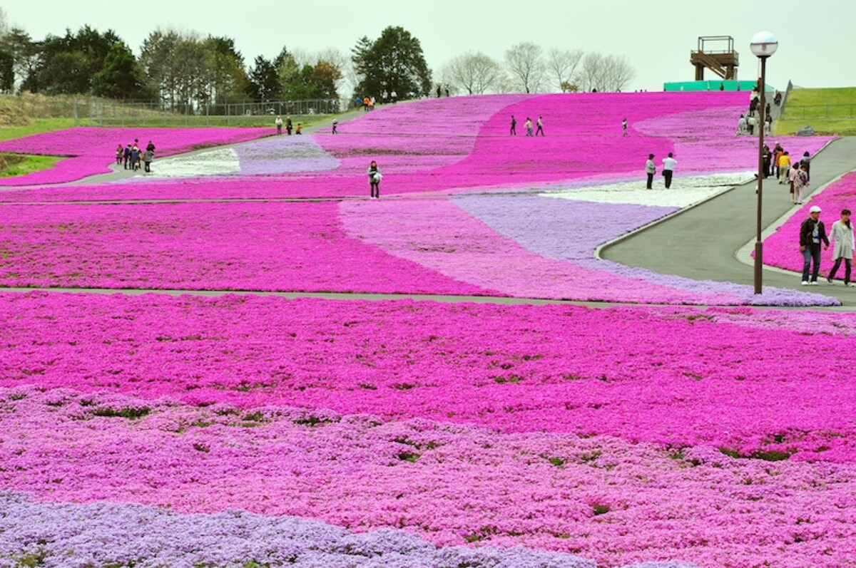 4. Ichikai-machi Shibazakura Park (Tochigi)