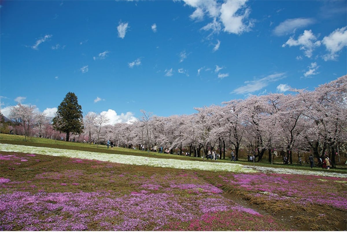 5. Akagi Nanmen Senbonzakura (Gunma)