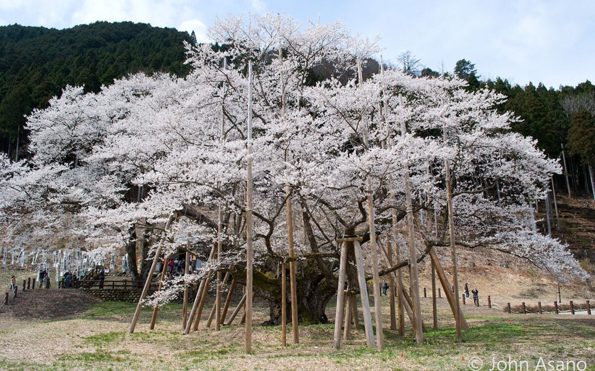 4. Usuzumi Park (Motosu City, Gifu)