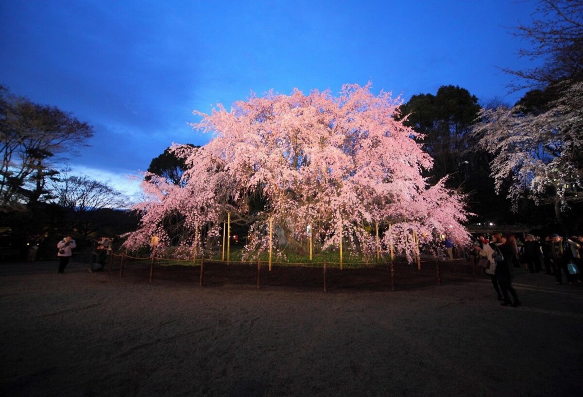 觀賞地3：東京 六義園