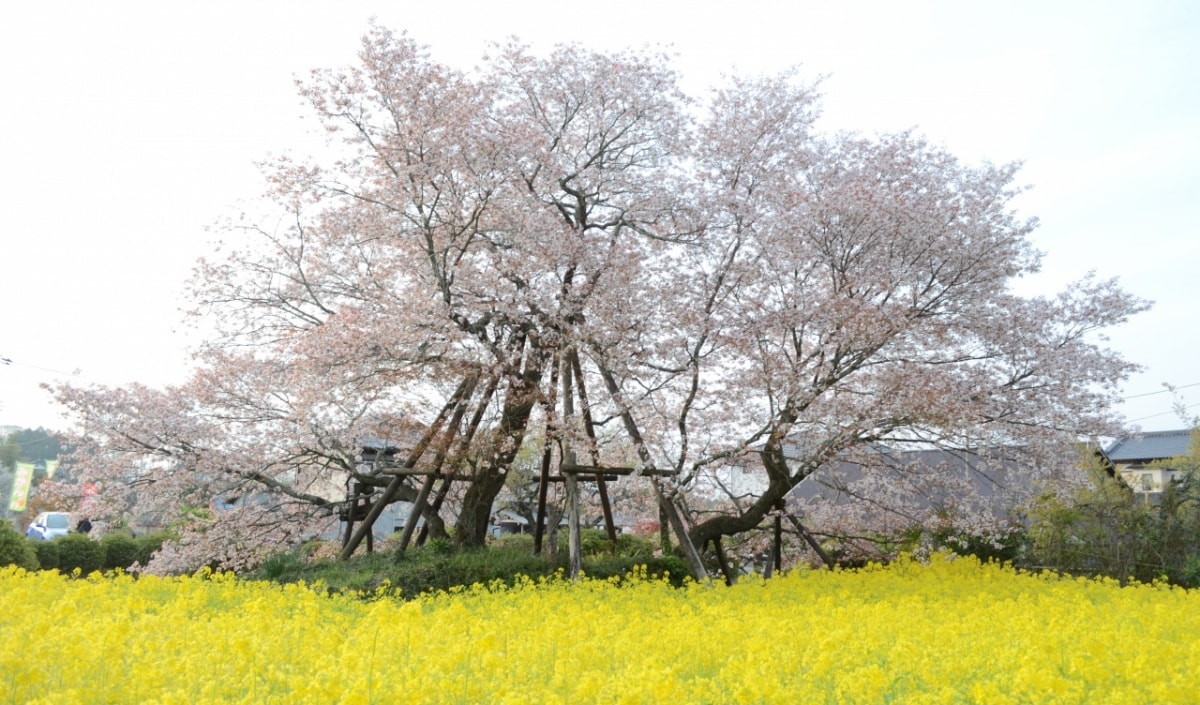 狩宿下馬櫻