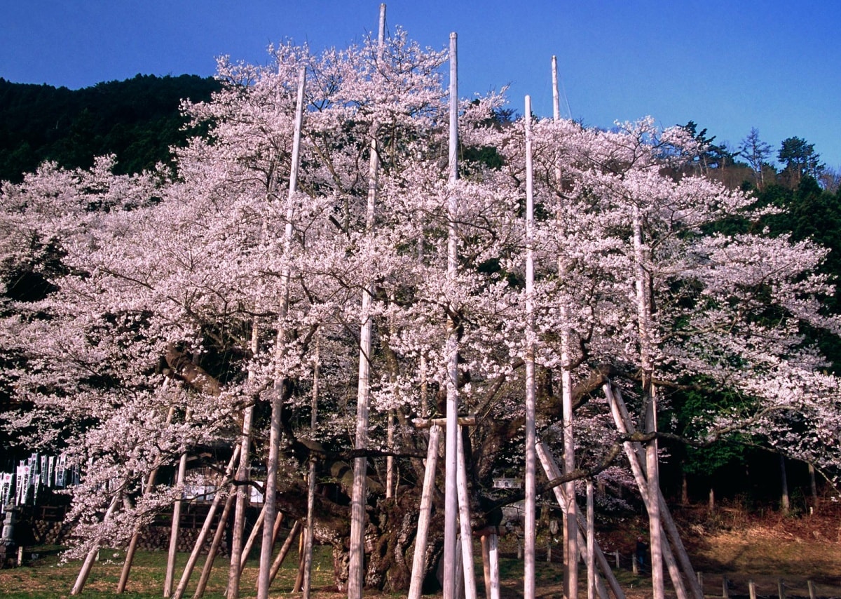 根尾谷淡墨櫻